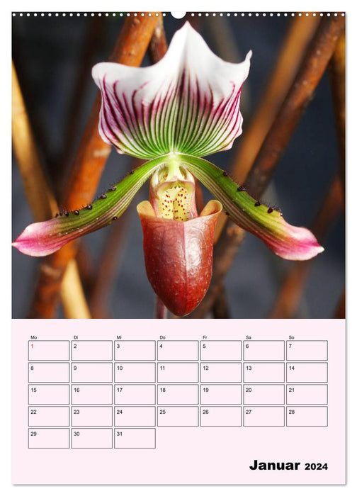 Amour orchidée (Calendrier mural CALVENDO 2024) 