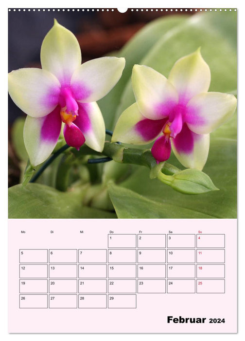 Amour orchidée (Calendrier mural CALVENDO 2024) 