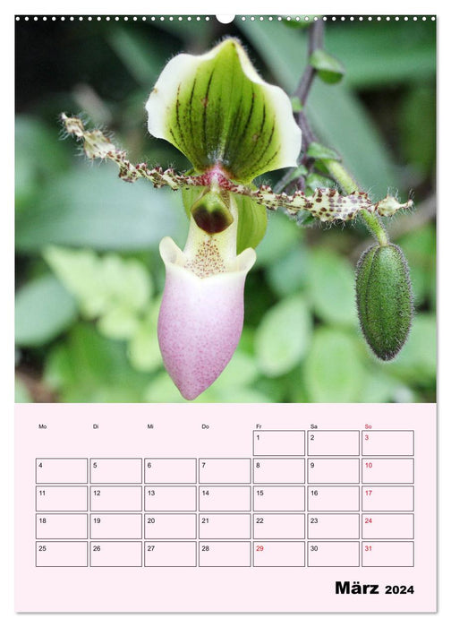 Orchideenliebe (CALVENDO Wandkalender 2024)