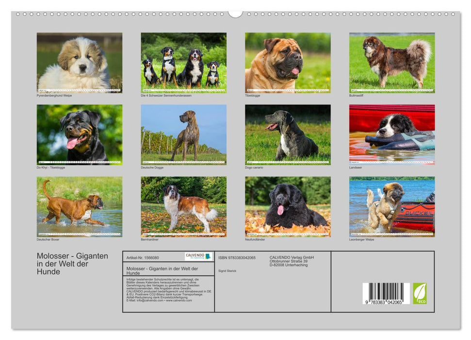 Molosses - géants du monde des chiens (Calendrier mural CALVENDO Premium 2024) 