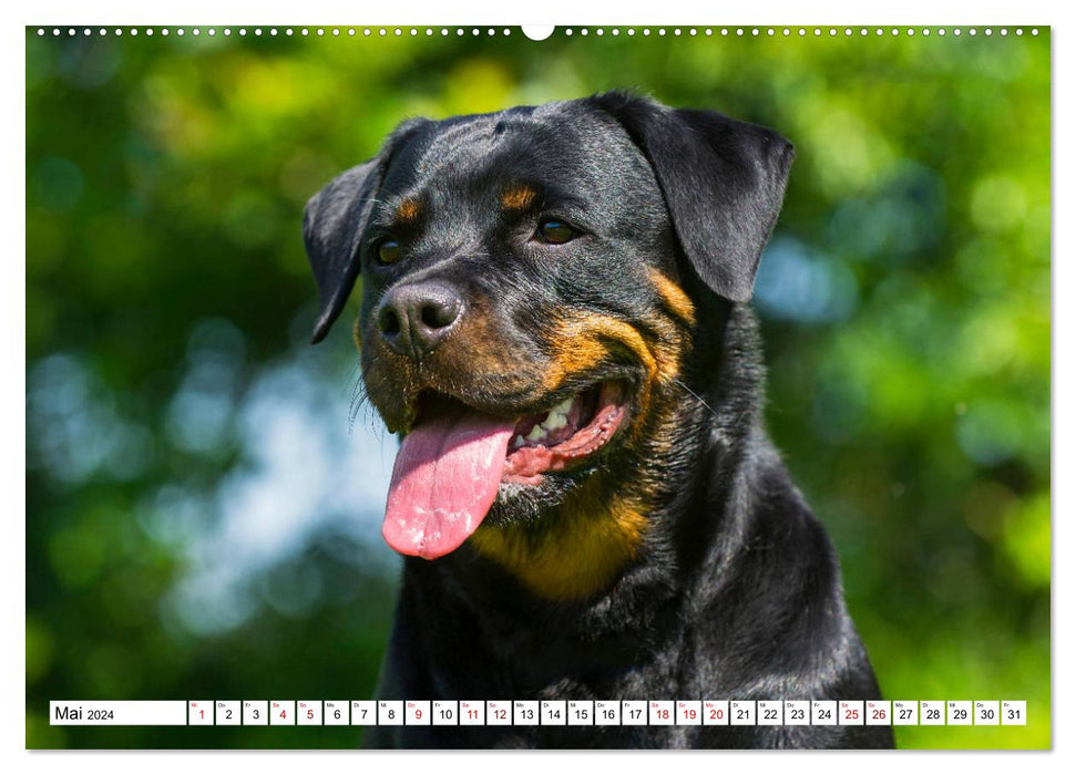 Molosser - Giganten in der Welt der Hunde (CALVENDO Premium Wandkalender 2024)