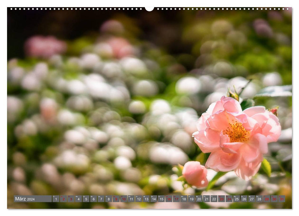 Zauberhafte Rosenblüten (CALVENDO Wandkalender 2024)