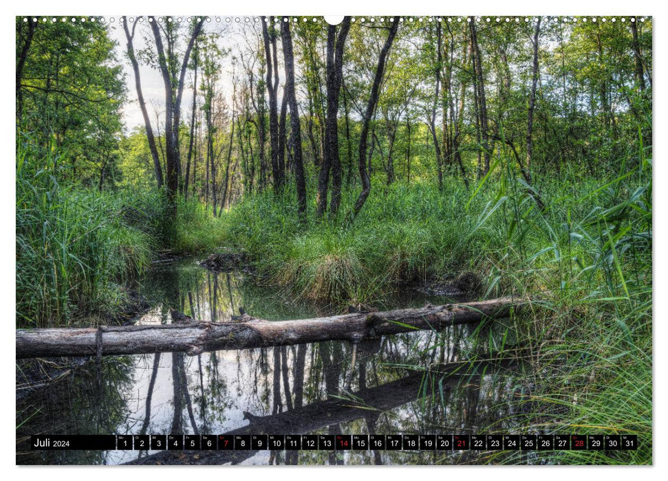 Zauberwelt Wald (CALVENDO Premium Wandkalender 2024)