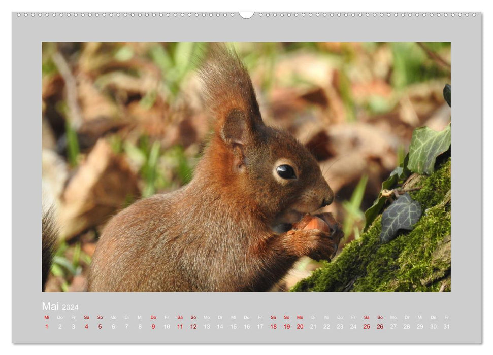 Eichhörnchen - Süße Nussknacker (CALVENDO Premium Wandkalender 2024)