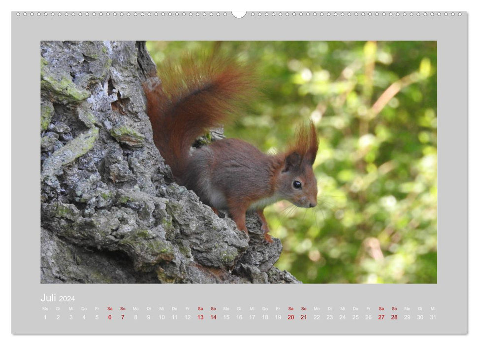 Eichhörnchen - Süße Nussknacker (CALVENDO Premium Wandkalender 2024)