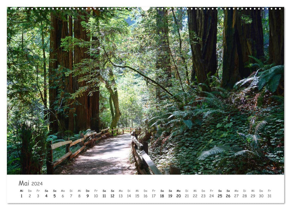 Wald - bezaubernde Wälder (CALVENDO Wandkalender 2024)