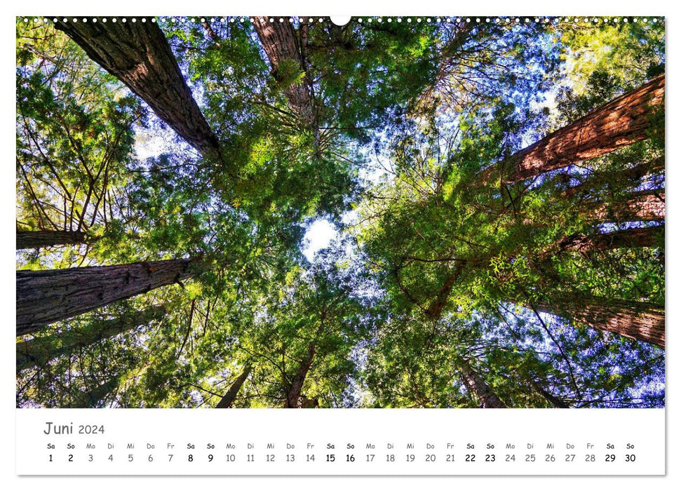 Wald - bezaubernde Wälder (CALVENDO Wandkalender 2024)