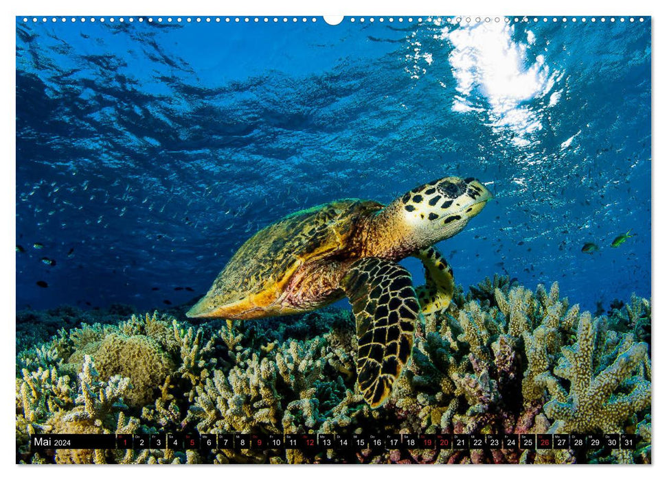 Sea-Pics Photographie sous-marine (Calvendo Premium Calendrier mural 2024) 