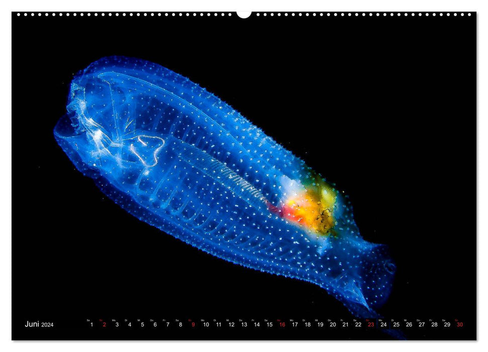 Sea-Pics Unterwasserfotografie (CALVENDO Premium Wandkalender 2024)