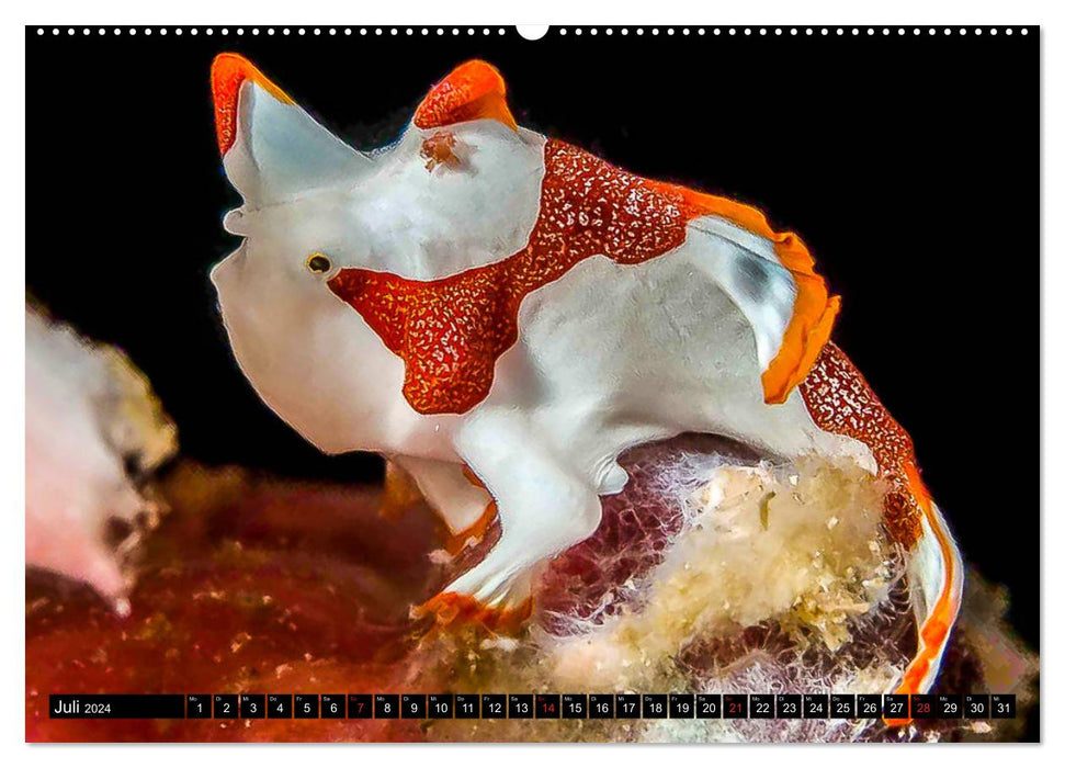 Sea-Pics Unterwasserfotografie (CALVENDO Premium Wandkalender 2024)