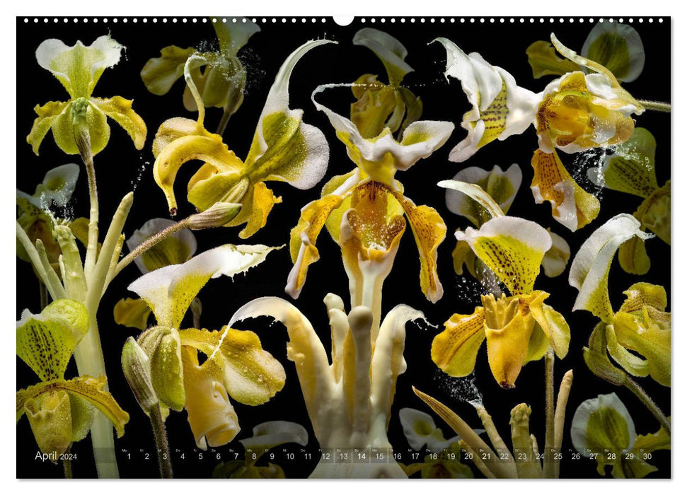 Flora miracula - Le monde merveilleux du photographe Olaf Bruhn (Calendrier mural CALVENDO Premium 2024) 