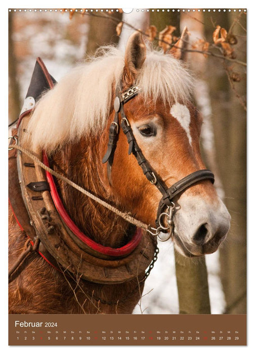 Schwere Pferde - Faszinierende Herzensbrecher (CALVENDO Wandkalender 2024)