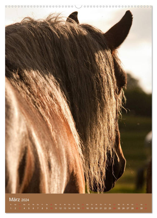 Schwere Pferde - Faszinierende Herzensbrecher (CALVENDO Wandkalender 2024)