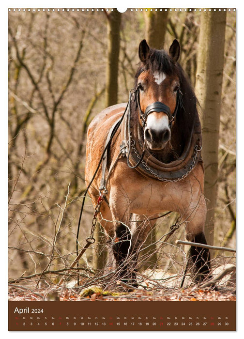 Heavy Horses - Fascinating Heartbreakers (Calendrier mural CALVENDO 2024) 