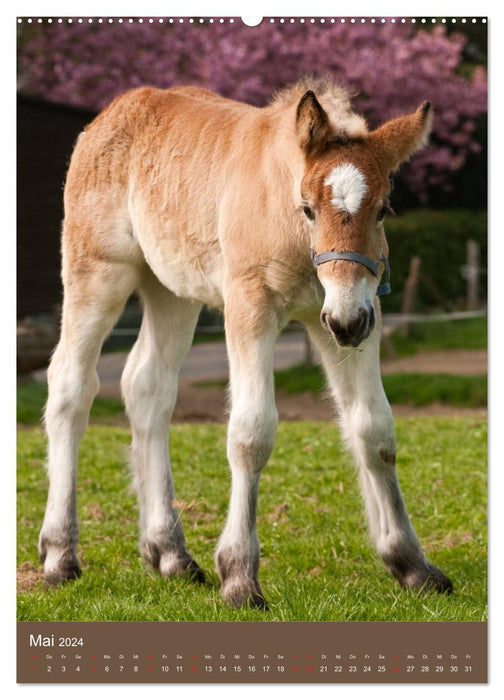 Heavy Horses - Fascinating Heartbreakers (Calendrier mural CALVENDO 2024) 