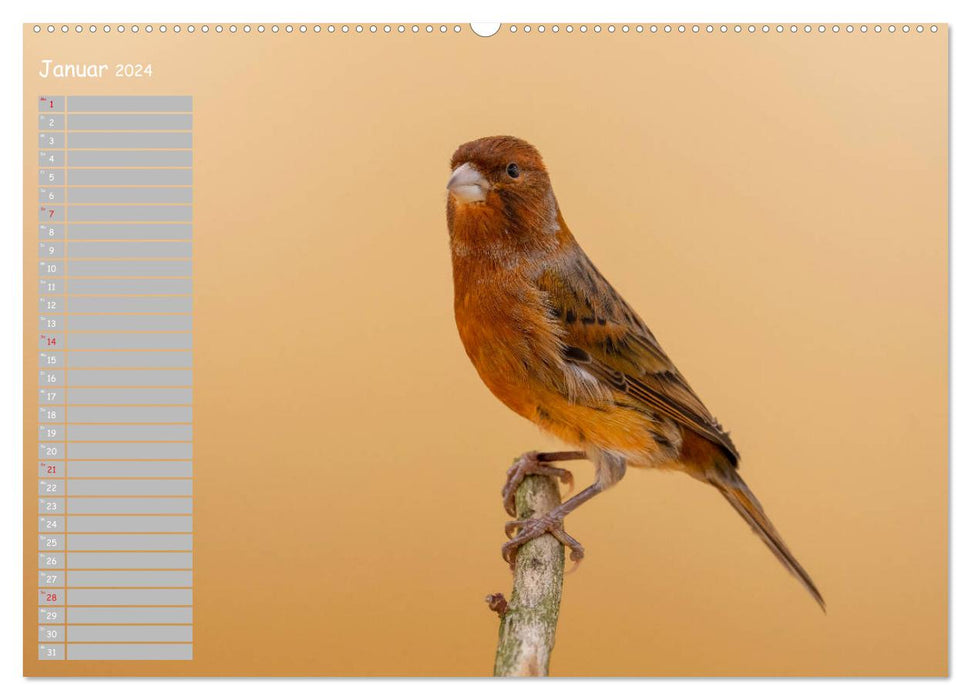 Kanarienvögel - Bunte Welt (CALVENDO Premium Wandkalender 2024)