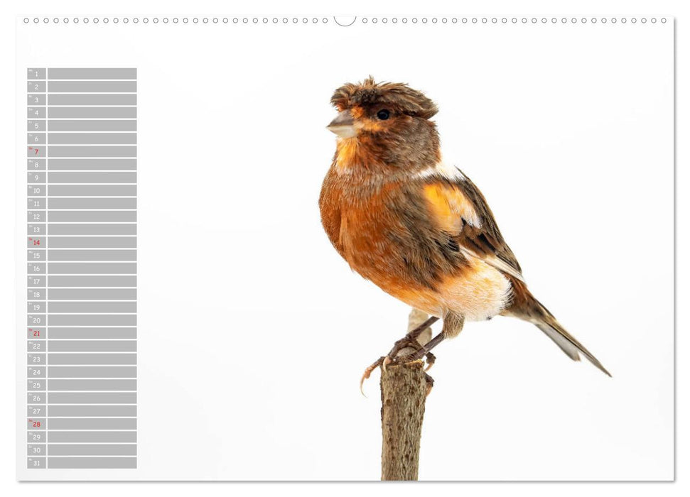 Kanarienvögel - Bunte Welt (CALVENDO Premium Wandkalender 2024)