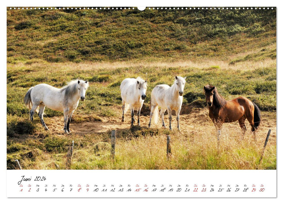 Les chevaux islandais le prennent Isi (Calvendo Premium Wall Calendar 2024) 
