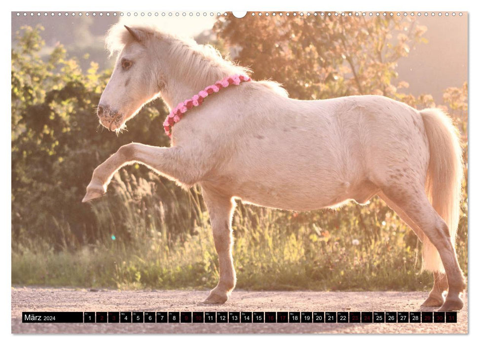 Shetlandpony Kalender (CALVENDO Premium Wandkalender 2024)