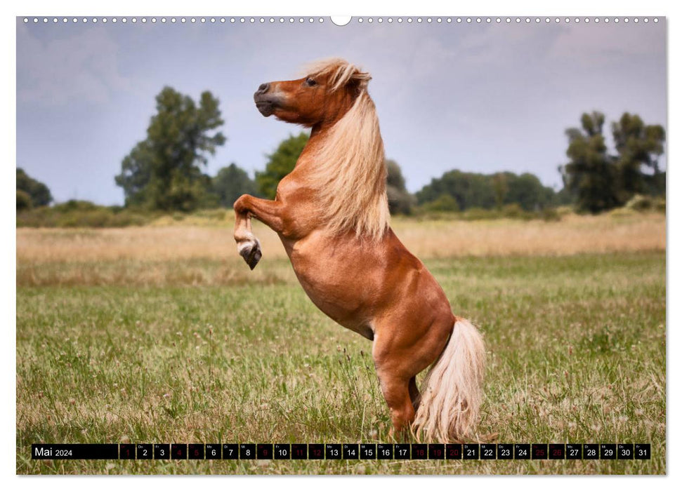 Shetlandpony Kalender (CALVENDO Premium Wandkalender 2024)