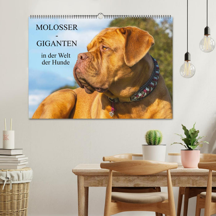 Molosses - géants du monde des chiens (calendrier mural CALVENDO 2024) 