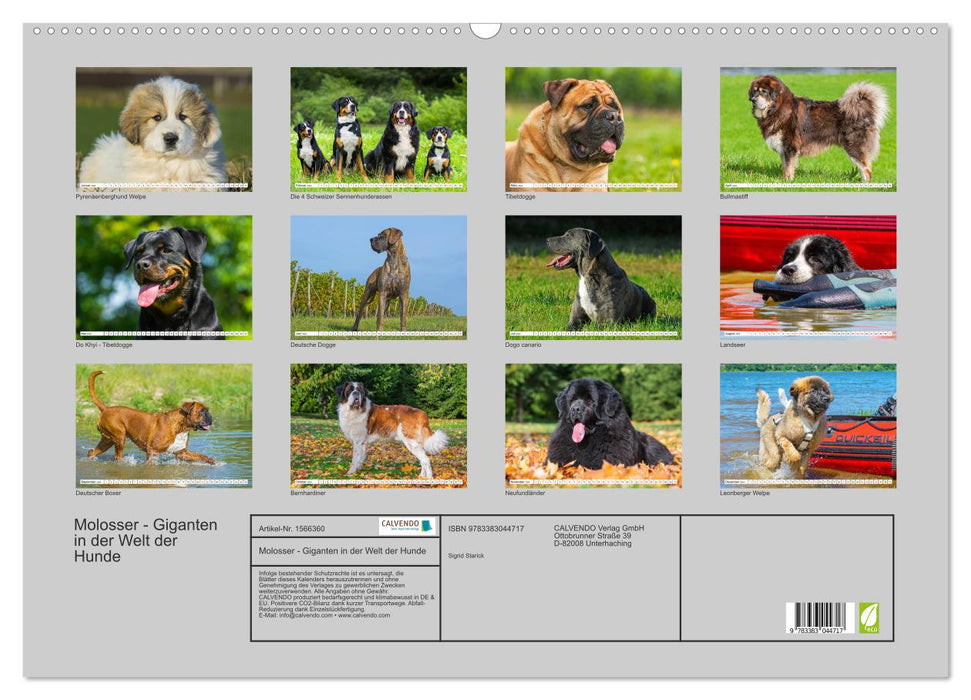 Molosses - géants du monde des chiens (calendrier mural CALVENDO 2024) 