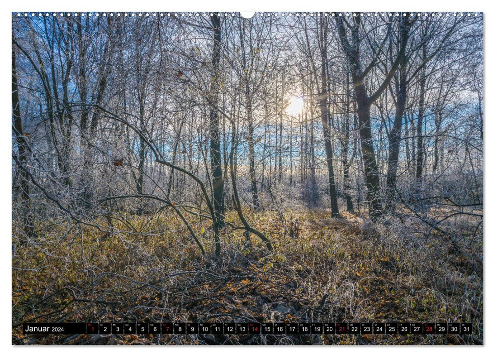 Forêt du monde magique (Calendrier mural CALVENDO 2024) 