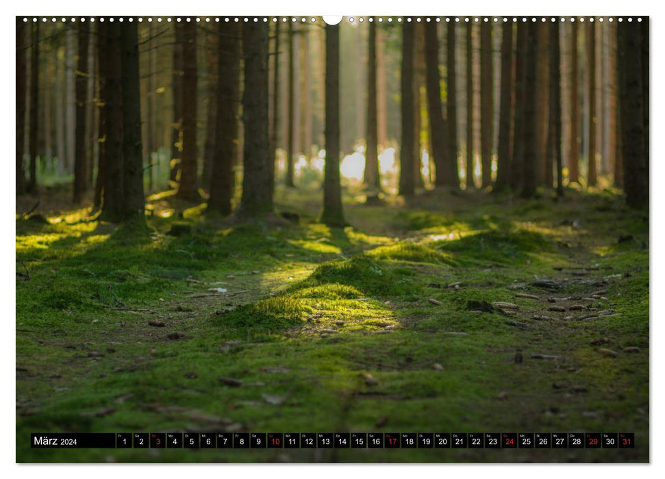 Forêt du monde magique (Calendrier mural CALVENDO 2024) 