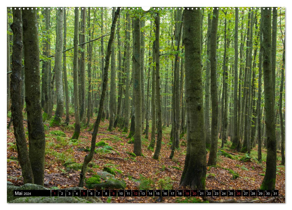 Forêt du monde magique (Calendrier mural CALVENDO 2024) 