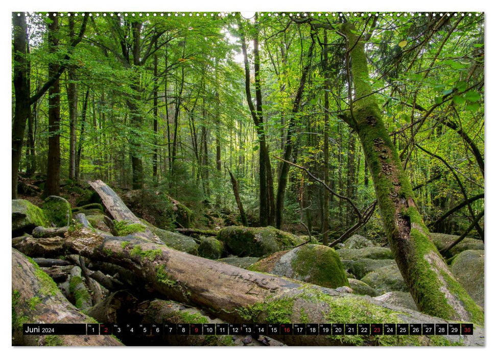 Forêt du monde magique (Calendrier mural CALVENDO 2024) 