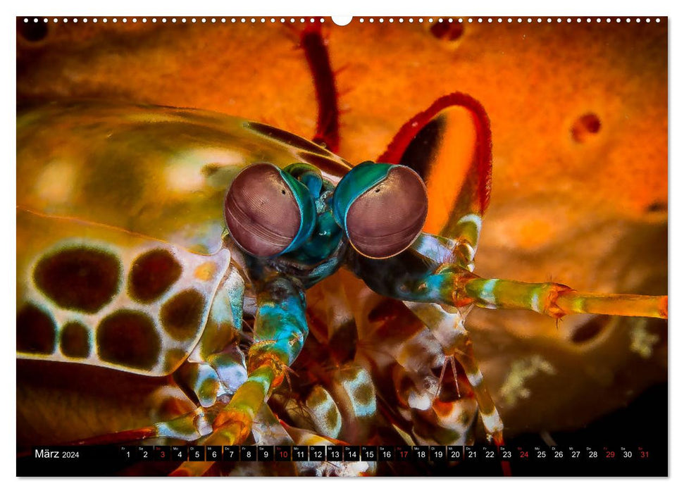 Sea-Pics Unterwasserfotografie (CALVENDO Wandkalender 2024)