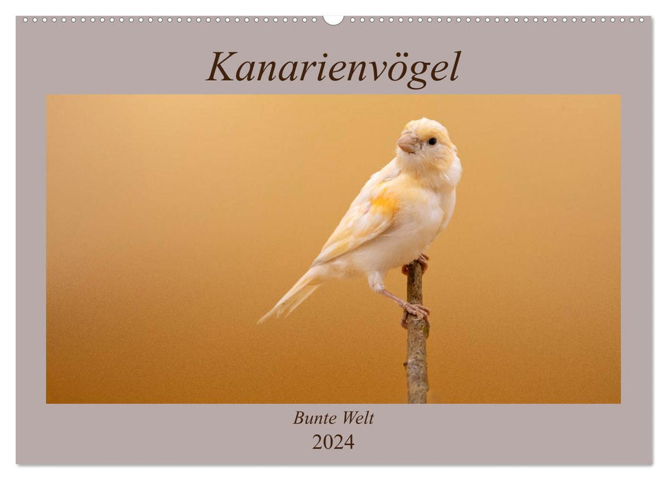 Kanarienvögel - Bunte Welt (CALVENDO Wandkalender 2024)