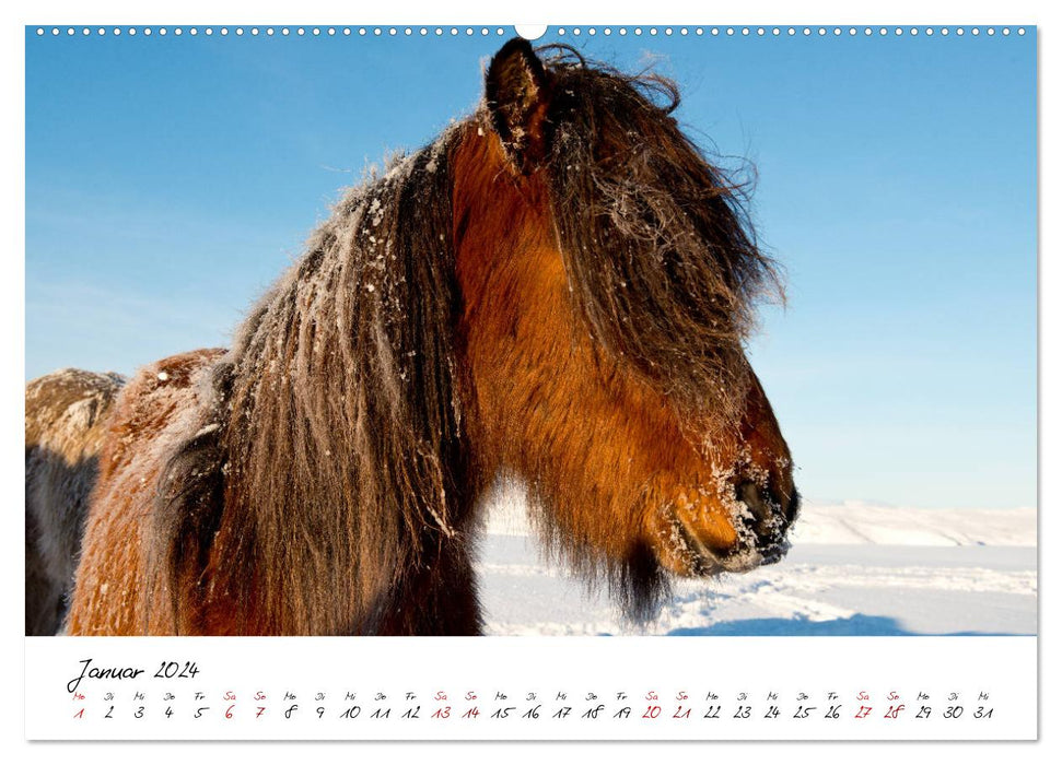 Les chevaux islandais le prennent Isi (calendrier mural CALVENDO 2024) 