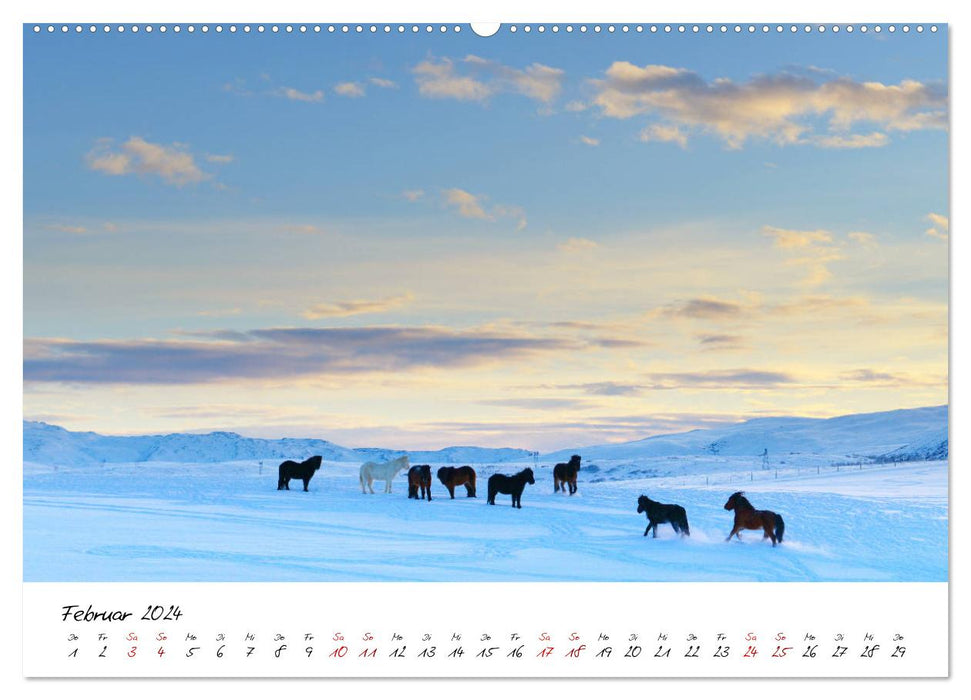 Les chevaux islandais le prennent Isi (calendrier mural CALVENDO 2024) 