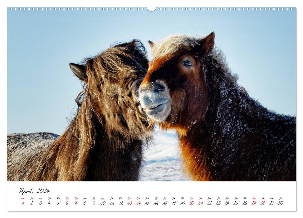 Les chevaux islandais le prennent Isi (calendrier mural CALVENDO 2024) 