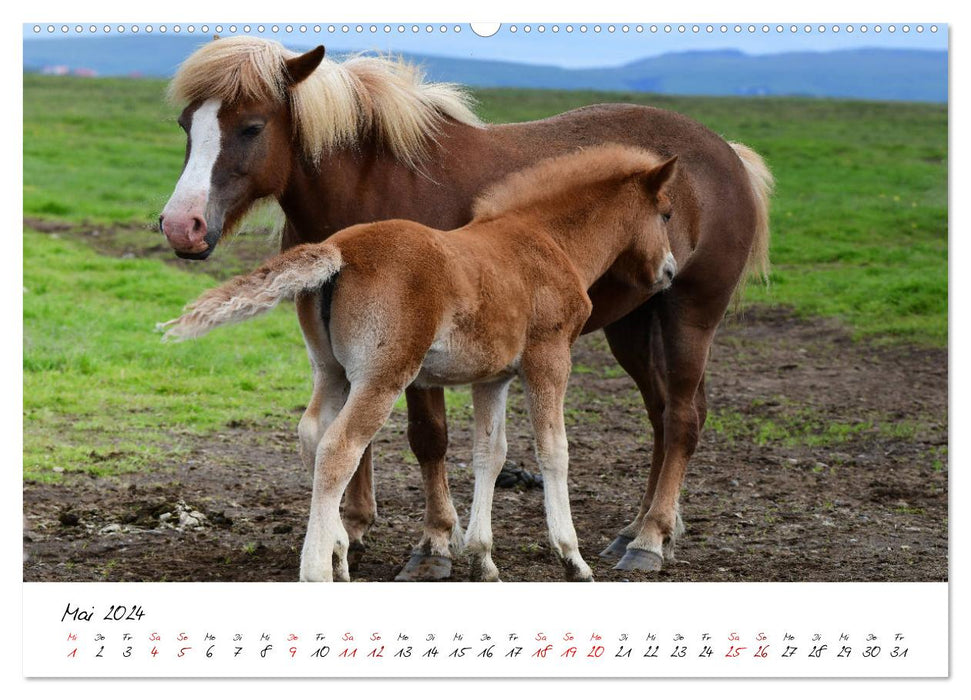 Les chevaux islandais le prennent Isi (calendrier mural CALVENDO 2024) 