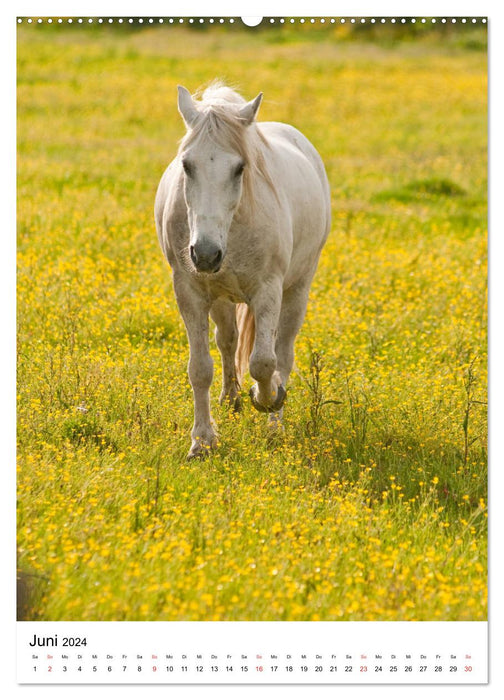 Chevaux camarguais - crinières blanches (Calendrier mural CALVENDO Premium 2024) 