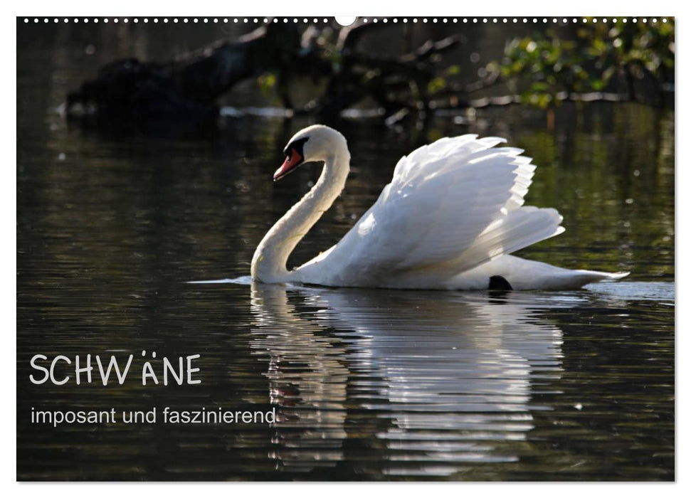 Cygnes - impressionnants et fascinants (calendrier mural CALVENDO 2024) 