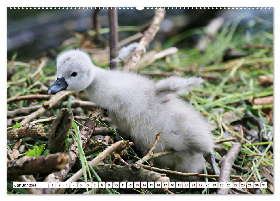 Cygnes - impressionnants et fascinants (calendrier mural CALVENDO 2024) 