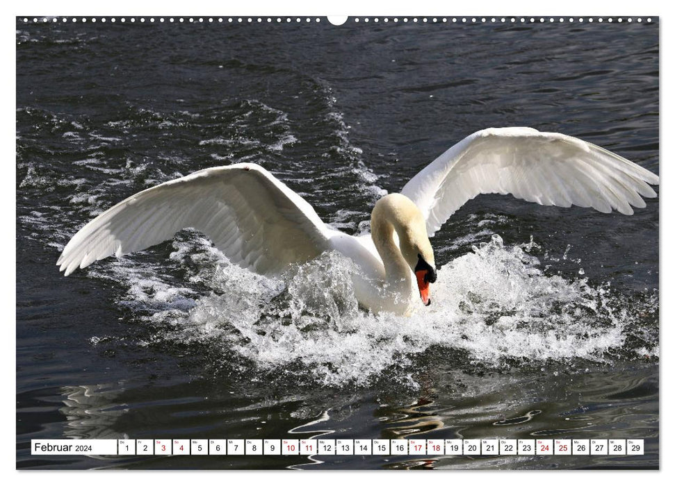 Cygnes - impressionnants et fascinants (calendrier mural CALVENDO 2024) 