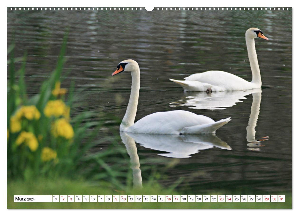 Cygnes - impressionnants et fascinants (calendrier mural CALVENDO 2024) 