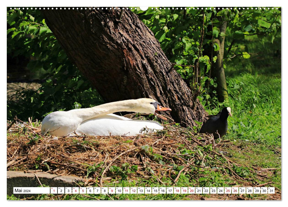 Cygnes - impressionnants et fascinants (calendrier mural CALVENDO 2024) 