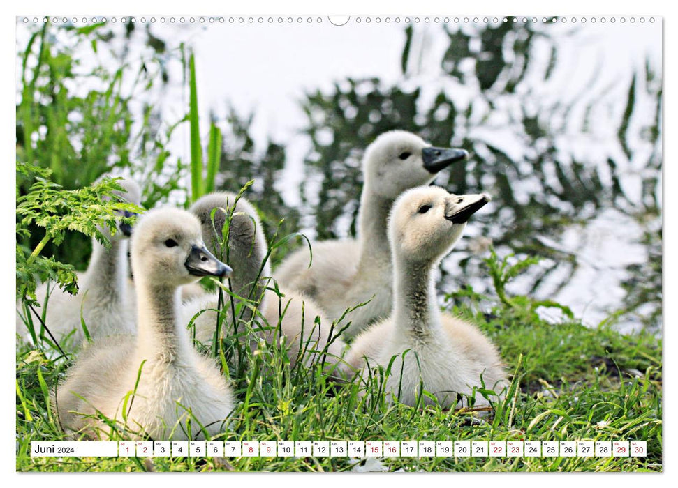 Cygnes - impressionnants et fascinants (calendrier mural CALVENDO 2024) 