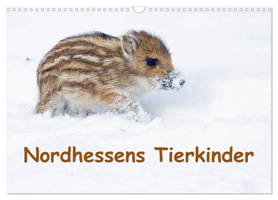 Nordhessens Tierkinder (CALVENDO Wandkalender 2024)