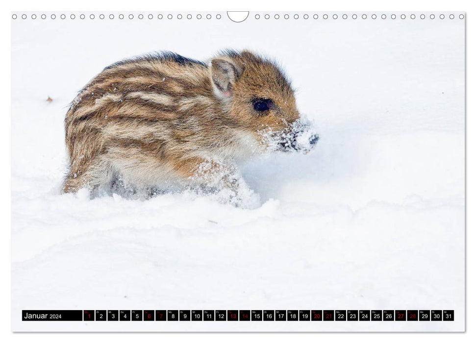 Les enfants animaux de la Hesse du Nord (calendrier mural CALVENDO 2024) 