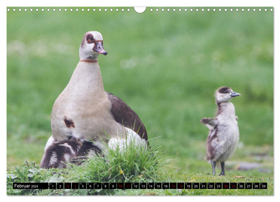 Les enfants animaux de la Hesse du Nord (calendrier mural CALVENDO 2024) 