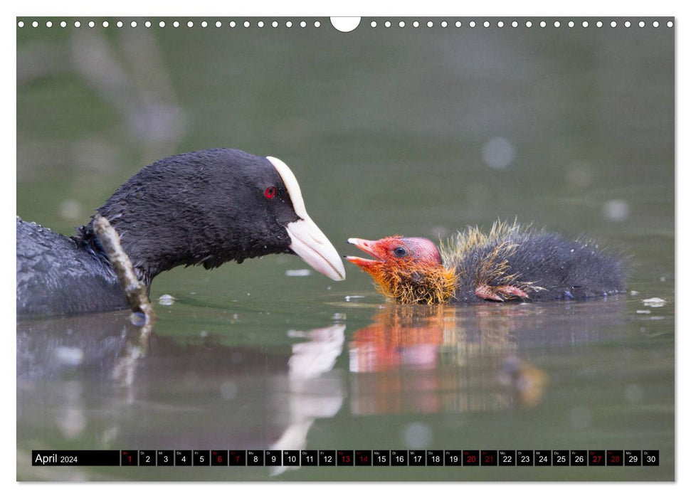 Nordhessens Tierkinder (CALVENDO Wandkalender 2024)