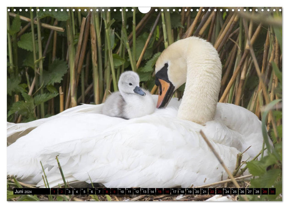 Nordhessens Tierkinder (CALVENDO Wandkalender 2024)