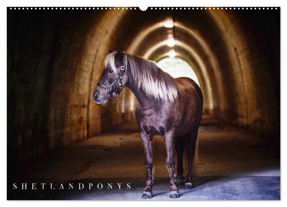 Calendrier poney Shetland (calendrier mural CALVENDO 2024) 