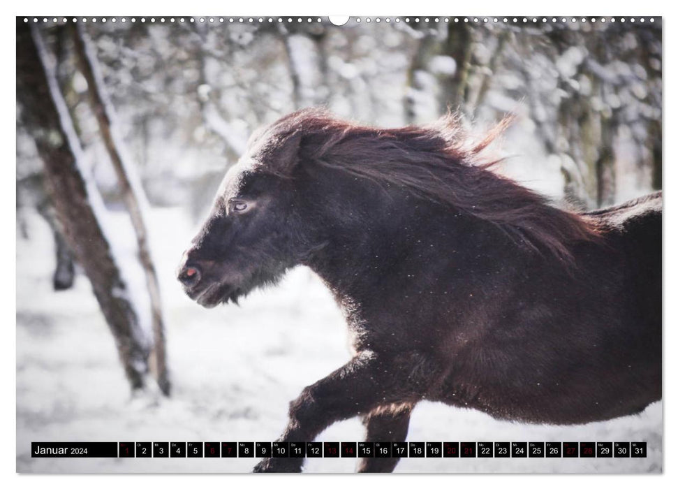 Shetlandpony Kalender (CALVENDO Wandkalender 2024)